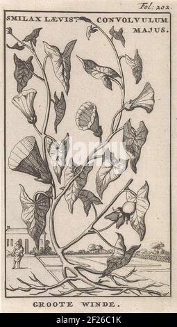 Ces imprimés floraux de Jan Luyken sont issus du Nederlandschen Herbarius publié par le médecin Steven Blankaart en 1698. Cette plante hollandaise décrit les plantes et les arbres indigènes avec leurs propriétés médicinales. Incidemment, toutes les fleurs n'ont pas eu une application médicale pratique. Mais ils étaient tout à fait appropriés «pour faire des nosegays et des posies» ou «impliquent un plaisir à regarder». Banque D'Images