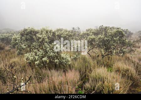 Flore locale - herbe et petits buissons, la plupart endémique à Madagascar croissant dans le parc national Andringitra le jour couvert, comme vu pendant le trek à pe Banque D'Images