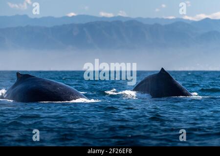 Les dos de deux baleines à bosse se montent en synchronisation ci-dessus Eaux bleues de l'océan Pacifique à Bahia de Banderas avec Montagnes en arrière-plan à Puerto Vallarta Banque D'Images