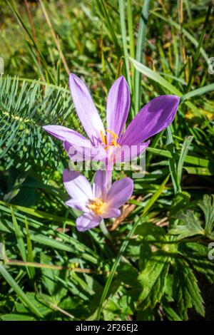 Colchicum alpinum fleurs sauvages dans le Parc national de la Vanoise, France Banque D'Images