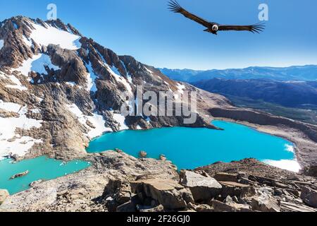 Condor en Patagonie Banque D'Images