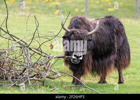 Yak (Bos grunniens) Banque D'Images