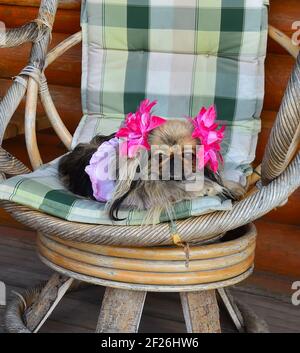 Beau chien de pékin drôle avec des rubans roses se détendant sur la chaise de jardin. Banque D'Images