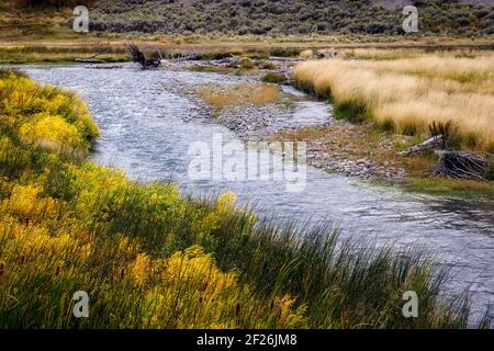 Le jonc commun (Typha latifolia) le long de la rivière Yellowstone Banque D'Images