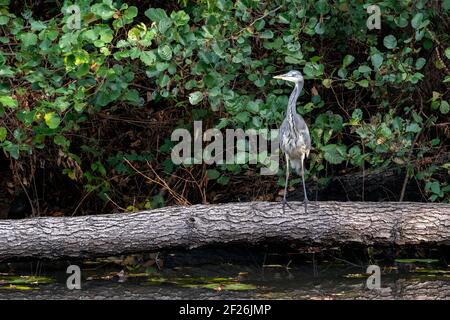 Héron gris debout sur un arbre tombé au bord d'un lac À Surrey Banque D'Images