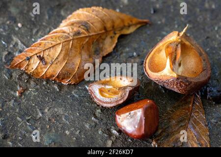 Fruit mûr de l'arbre de châtaigne de cheval communément appelé conkers au sol Banque D'Images