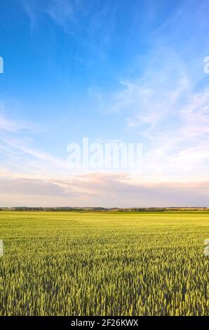 Champ de culture, paysage rural dans l'après-midi. Banque D'Images
