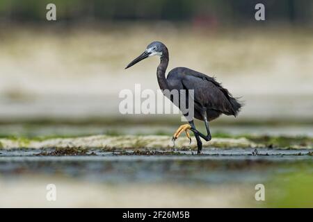 Egret dimorphique - Egretta dimorpha heron trouvé aux Comores, Kenya, Madagascar, Seychelles, Tanzanie, sous-espèce de l'aigrette de récif ouest ou de la petite egr Banque D'Images