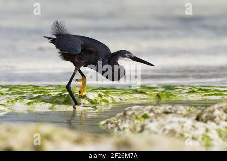 Egret dimorphique - Egretta dimorpha heron trouvé aux Comores, Kenya, Madagascar, Seychelles, Tanzanie, sous-espèce de l'aigrette de récif ouest ou de la petite egr Banque D'Images