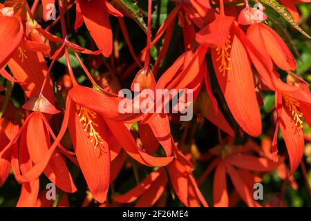 East Grinstead en fleur Banque D'Images