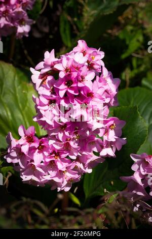 Bergenia cordifolia rose fleurs et feuillage vert en gros plan au printemps dans le sud de la France. Banque D'Images