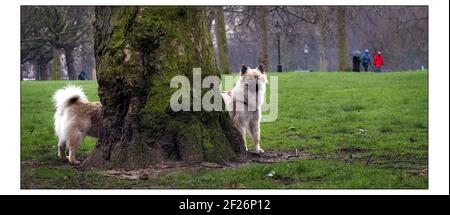 Photocall pour le lancement national du plus grand salon canin sur Terre - CRUFTS qui se tiendra au NEC Birmingham du 4 au 7 mars. Deux chiens Eurasier élevés en Europe et en Asie est un croisement entre un Chow et un Spitz, Propriété de Stacey Watkins de Romford.pic David Sandison 24/2/2004 Banque D'Images