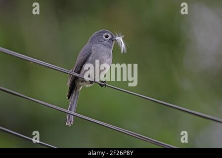 Slaty-flycatcher à yeux blancs (Melaenornis fischeri fischeri) adulte perché sur une ligne téléphonique avec des plumes dans le lac Bill Naivasha, Kenya Octobre Banque D'Images