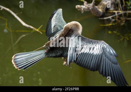 Anhinga Banque D'Images