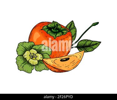 Fruit persimmon dessiné à la main avec une tranche isolée sur fond blanc. Illustration vectorielle dans un style d'esquisse coloré Illustration de Vecteur