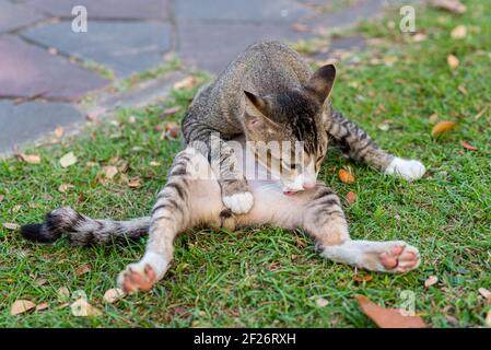 Le chat lave son ventre et sa croche avec sa langue assise sur l'herbe. Avec une patte couchée sur la croche. Banque D'Images