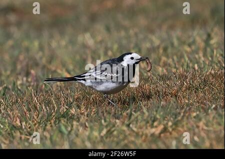 Pied Wagtail (Motacilla alba yarellii) adulte sur herbe courte avec une proie d'insecte dans Bill Eccles-on-Sea, Norfolk, Royaume-Uni, Europe Avril Banque D'Images