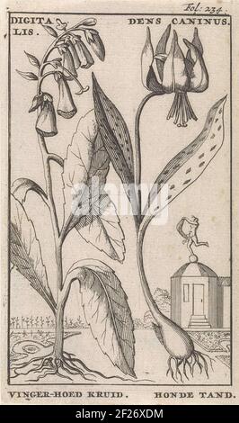 Ces imprimés floraux de Jan Luyken sont issus du Nederlandschen Herbarius publié par le médecin Steven Blankaart en 1698. Cette plante hollandaise décrit les plantes et les arbres indigènes avec leurs propriétés médicinales. Incidemment, toutes les fleurs n'ont pas eu une application médicale pratique. Mais ils étaient tout à fait appropriés «pour faire des nosegays et des posies» ou «impliquent un plaisir à regarder». Banque D'Images