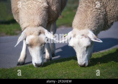 Deux moutons de marque qui paissent vers l'avant se courbent ensemble sur une digue. Portraits de brebis. Zwei Schafe graben gemeinsam auf dem Deich. Porträt Köpfe Schafe. Banque D'Images