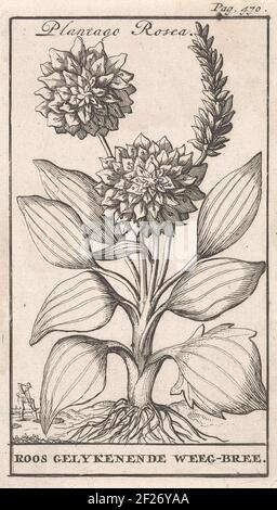 Ces imprimés floraux de Jan Luyken sont issus du Nederlandschen Herbarius publié par le médecin Steven Blankaart en 1698. Cette plante hollandaise décrit les plantes et les arbres indigènes avec leurs propriétés médicinales. Incidemment, toutes les fleurs n'ont pas eu une application médicale pratique. Mais ils étaient tout à fait appropriés «pour faire des nosegays et des posies» ou «impliquent un plaisir à regarder». Banque D'Images