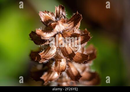 Cliché sélectif d'un pin brun sur un arrière-plan flou Banque D'Images