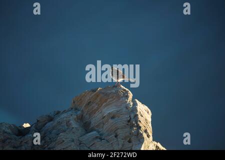 Pipit de Nouvelle-Zélande (Anthus novaeseelandiae) sur la roche, Sealy Range, Aoraki / Parc national du Mont Cook, Île du Sud, Nouvelle-Zélande Banque D'Images