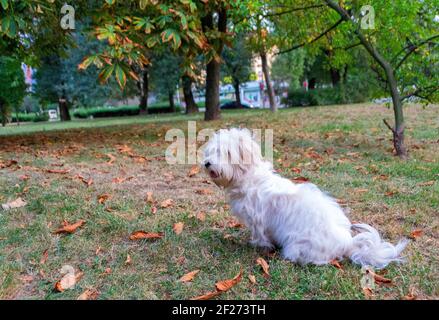 Un petit cotons blancs se trouve dans le parc et se repose après une promenade. Le Coton de Tuléar est une race de petit chien nommée pour la ville de Tuléar à Madagascar.- Banque D'Images