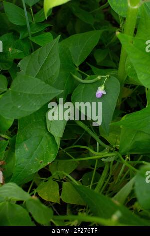 Greenbeans dans un jardin de maison urbain en été Banque D'Images