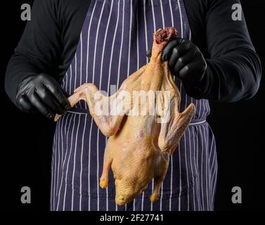 Homme chef dans un tablier bleu rayé et des vêtements noirs se tient sur un fond noir et tient un canard Banque D'Images