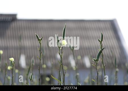 l'okra vert plante avec des fleurs blanches dans une arrière-cour champ - arrière-plan du toit de la maison Banque D'Images