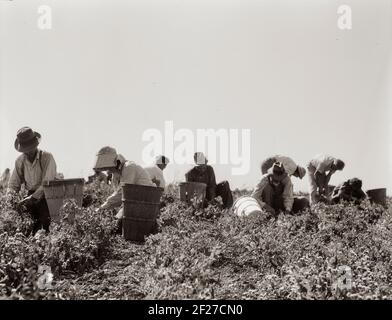 La récolte des pois nécessite de grandes équipes de main-d'œuvre migratrice. Nipomo, Californie. Printemps 1937Photographie par Dorothea Lange Banque D'Images