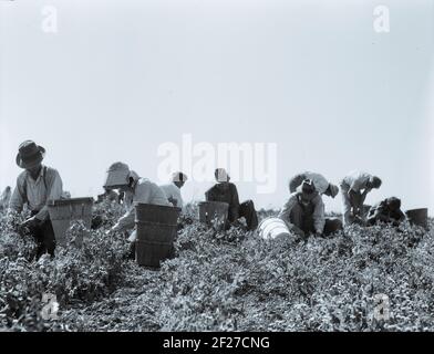 La récolte des pois nécessite de grandes équipes de main-d'œuvre migratrice. Nipomo, Californie. Printemps 1937Photographie par Dorothea Lange Banque D'Images