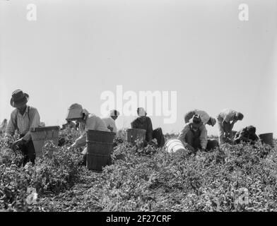 La récolte des pois nécessite de grandes équipes de main-d'œuvre migratrice. Nipomo, Californie. Printemps 1937Photographie par Dorothea Lange Banque D'Images