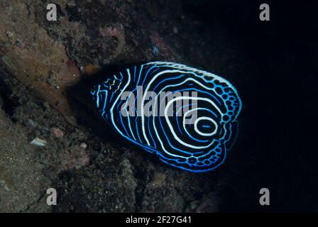 Jeune empereur Angelfish, imperméable de Pomacanthus, site de plongée Blue Water Muck, rivière Uhak, île de Wetar, près d'Alor, Indonésie Banque D'Images