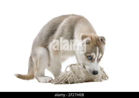 Chiot Husky Sibérien Banque D'Images