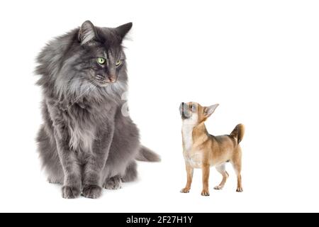 Norwegian Forest Cat et un chien Chihuahua Banque D'Images