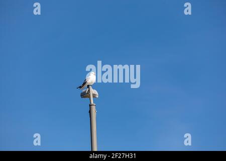 mouette perchée sur un poteau lumineux contre un bleu brillant ciel Banque D'Images