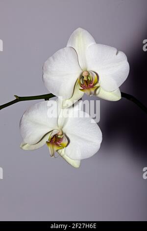 Fleurs blanc Orchid Banque D'Images