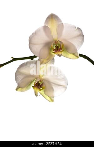 Fleurs blanc Orchid Banque D'Images