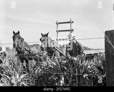 Récolte de maïs milo, comté de Tulare, Californie. Le coût de la récolte par cette méthode totalise dix dollars par acre. Coût de la récolte par moissonneuse coopérative achetée par la Farm Security Administration (FSA) dans ce comté, six dollars par acre. Novembre 1938. Photo de Dorothea Lange Banque D'Images