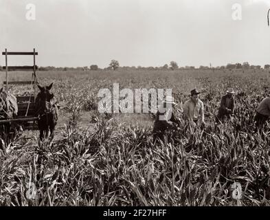 Récolte de maïs milo, comté de Tulare, Californie. Le coût de la récolte par cette méthode totalise dix dollars par acre. Coût de la récolte par moissonneuse coopérative achetée par la Farm Security Administration (FSA) dans ce comté, six dollars par acre. Novembre 1938. Photo de Dorothea Lange Banque D'Images