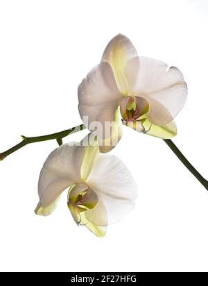 Fleurs blanc Orchid Banque D'Images