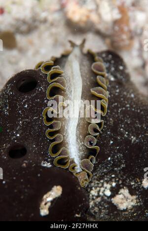 Ver plat, Pseudobiceros sp, plongée de nuit, site de plongée de Pantai Kalig, près de l'île Wayilbatan, Raja Ampat, Papouasie occidentale, Indonésie Banque D'Images