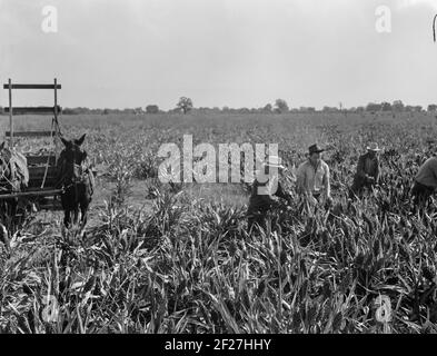 Récolte de maïs milo, comté de Tulare, Californie. Le coût de la récolte par cette méthode totalise dix dollars par acre. Coût de la récolte par moissonneuse coopérative achetée par la Farm Security Administration (FSA) dans ce comté, six dollars par acre. Novembre 1938. Photo de Dorothea Lange Banque D'Images