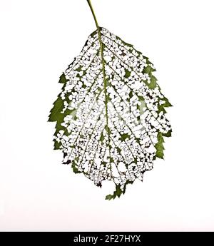 Les feuilles sont mangées loin chenilles sur blanc Banque D'Images