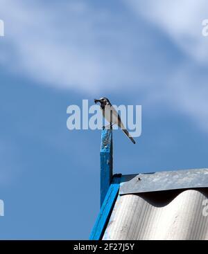 Queue de cheval sur un toit avec extraction pour les bébés oiseaux Banque D'Images