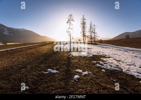 Paysage alpin de montagne au printemps avec la fonte des neiges et de grands arbres à feuilles persistantes avec contre-jour, plateau de Mieminger, Tirol, Autriche Banque D'Images