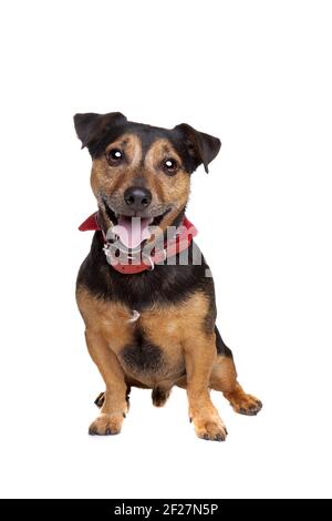 Jack russel terrier noir et Havane Banque D'Images