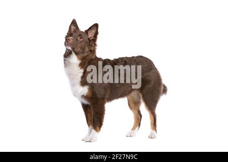 Chien de berger américain miniature rouge Banque D'Images