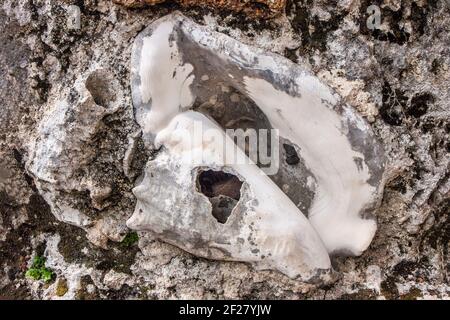 Une coquille de conch fossilisée dans un mur du mystérieux Coral Castle situé au sud de Miami, en Floride. Banque D'Images